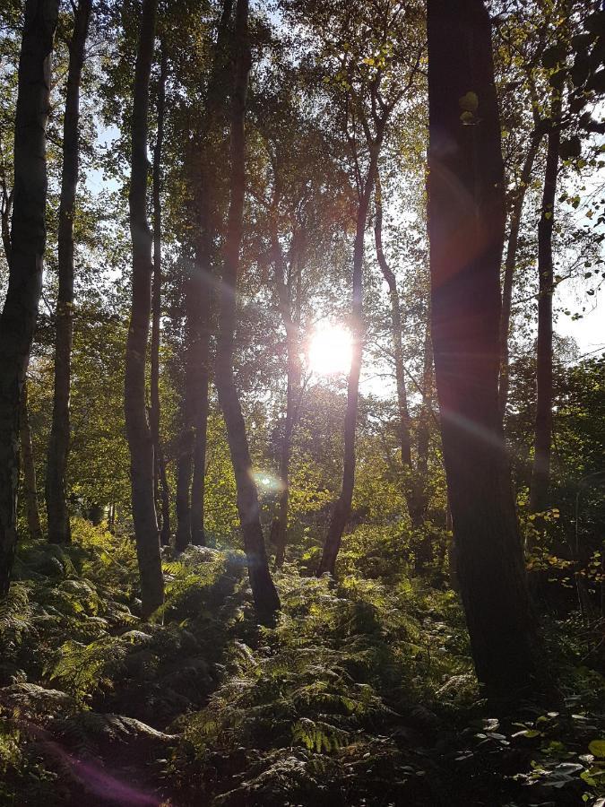 Sonnenstrahl Im Kuestenwald Gelbensande Eksteriør bilde